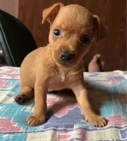 Pinscher miniatura, minúsculo 