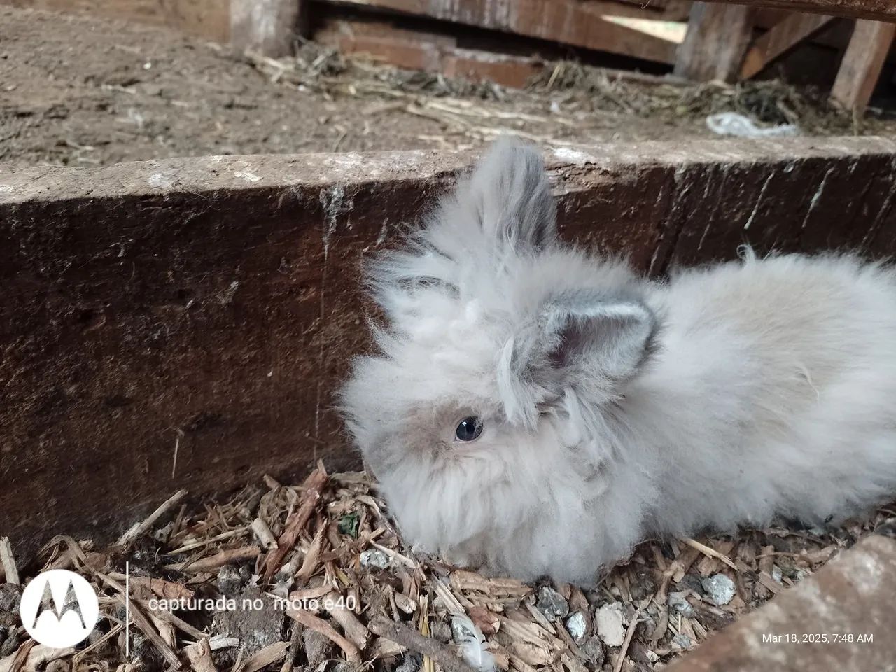 Vendo coelho gigante de Flandres e Mini fuzzy lup e Mini angorá  - Foto 4