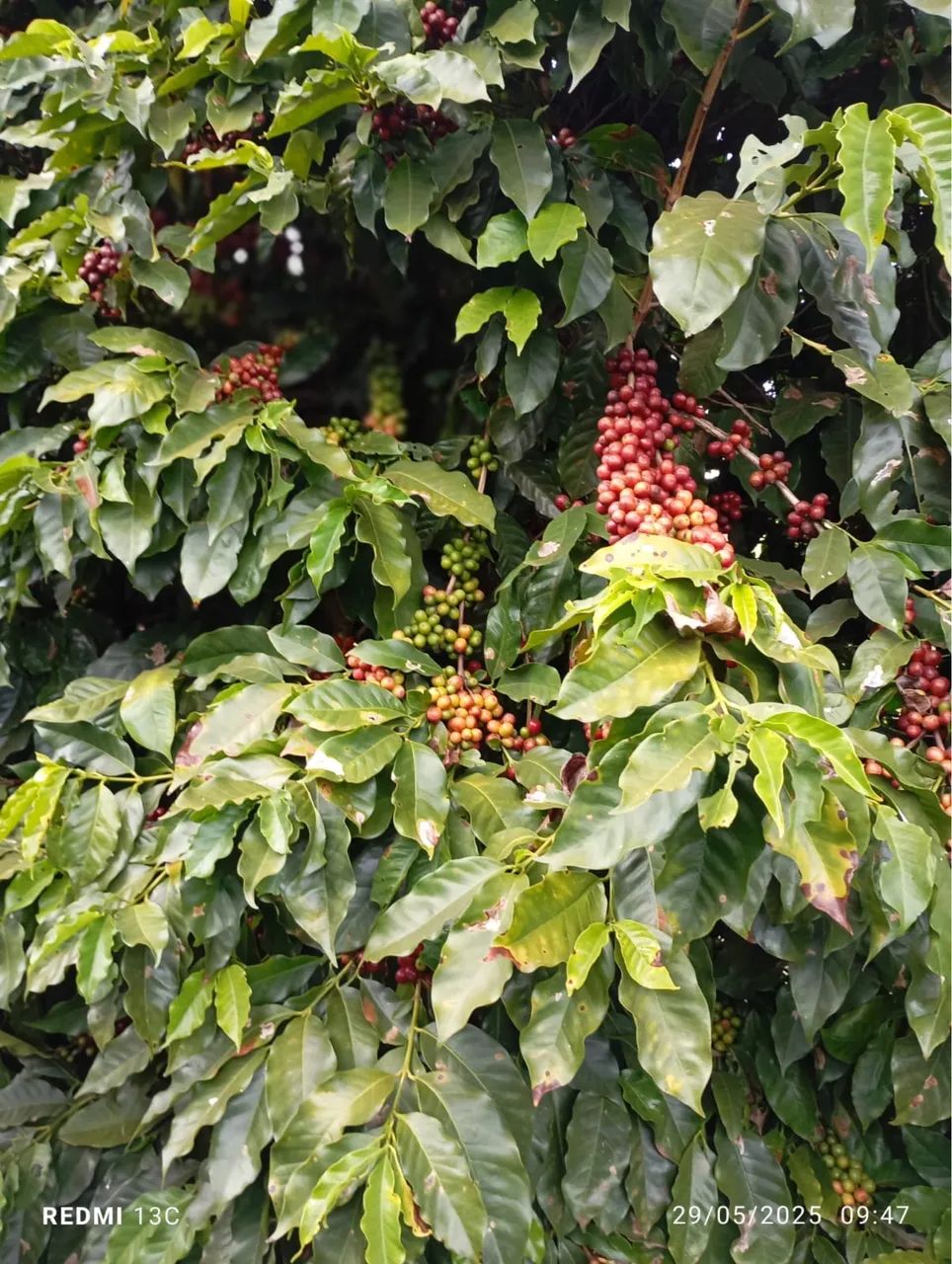 Fazenda de café próximo Coromandel  - Foto 4