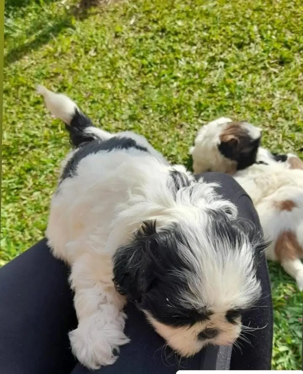 Filhotes de Shih Tzu adoráveis à venda um