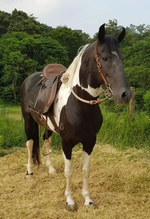 Cavalo Mangalarga Marchador 