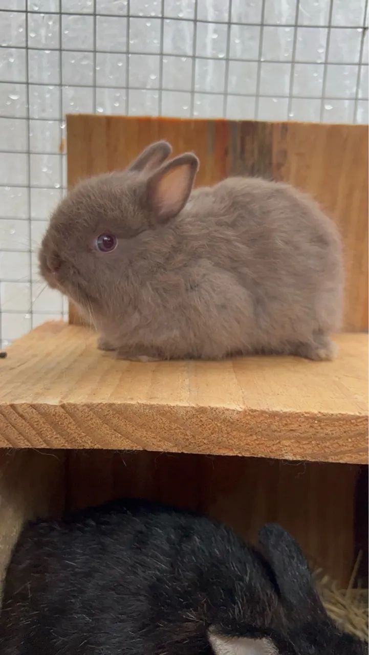 Coelho anão Netherland dwarf linhagem importada  - Foto 5