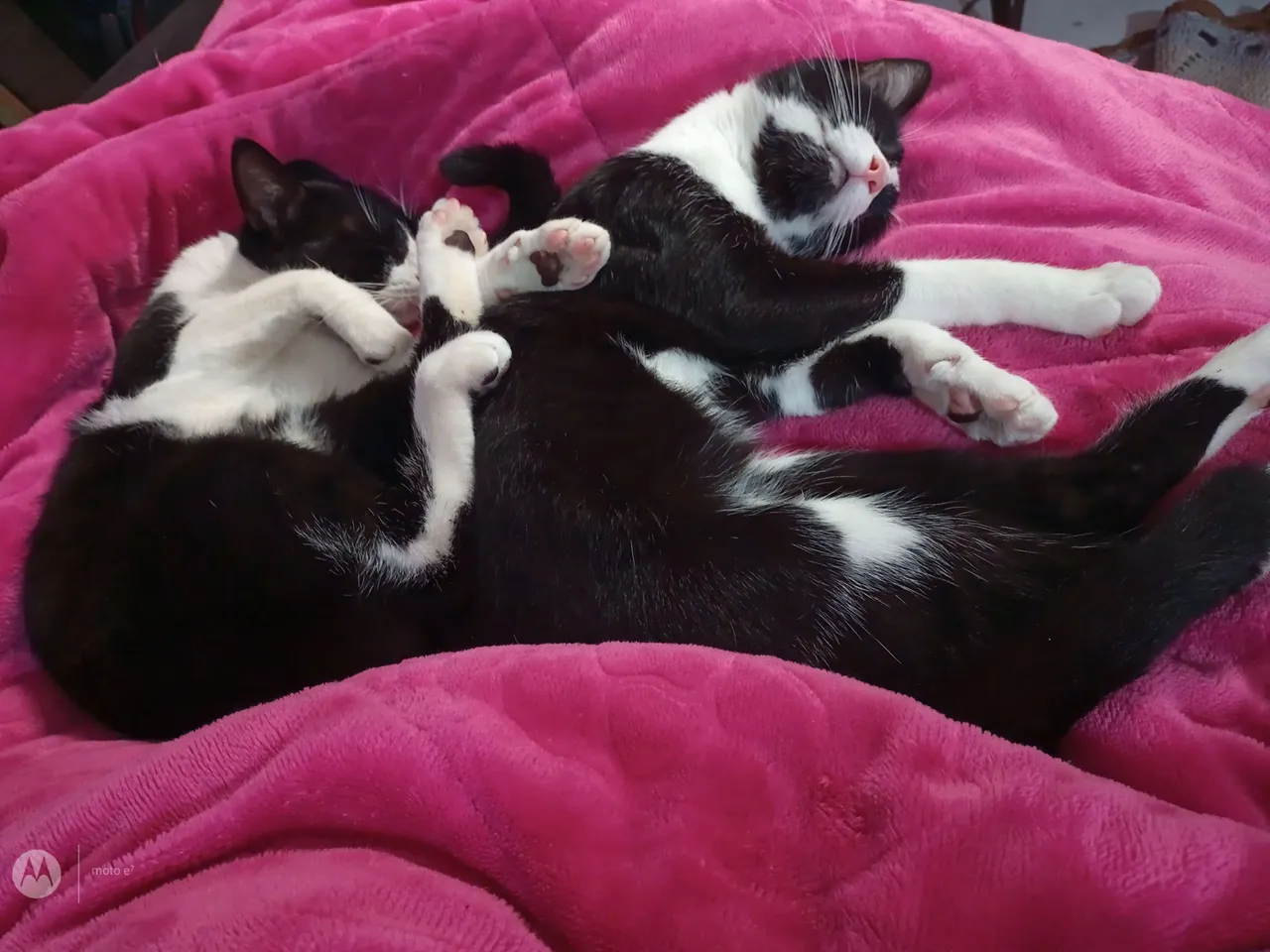 Gatinhos lindos e carinhosos para adoção