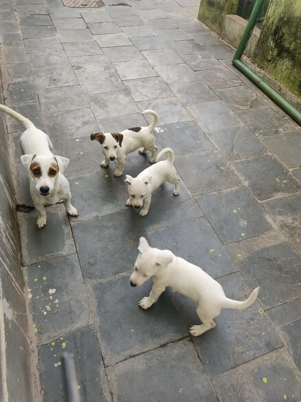 Filhotes de Jack Russell Terrier