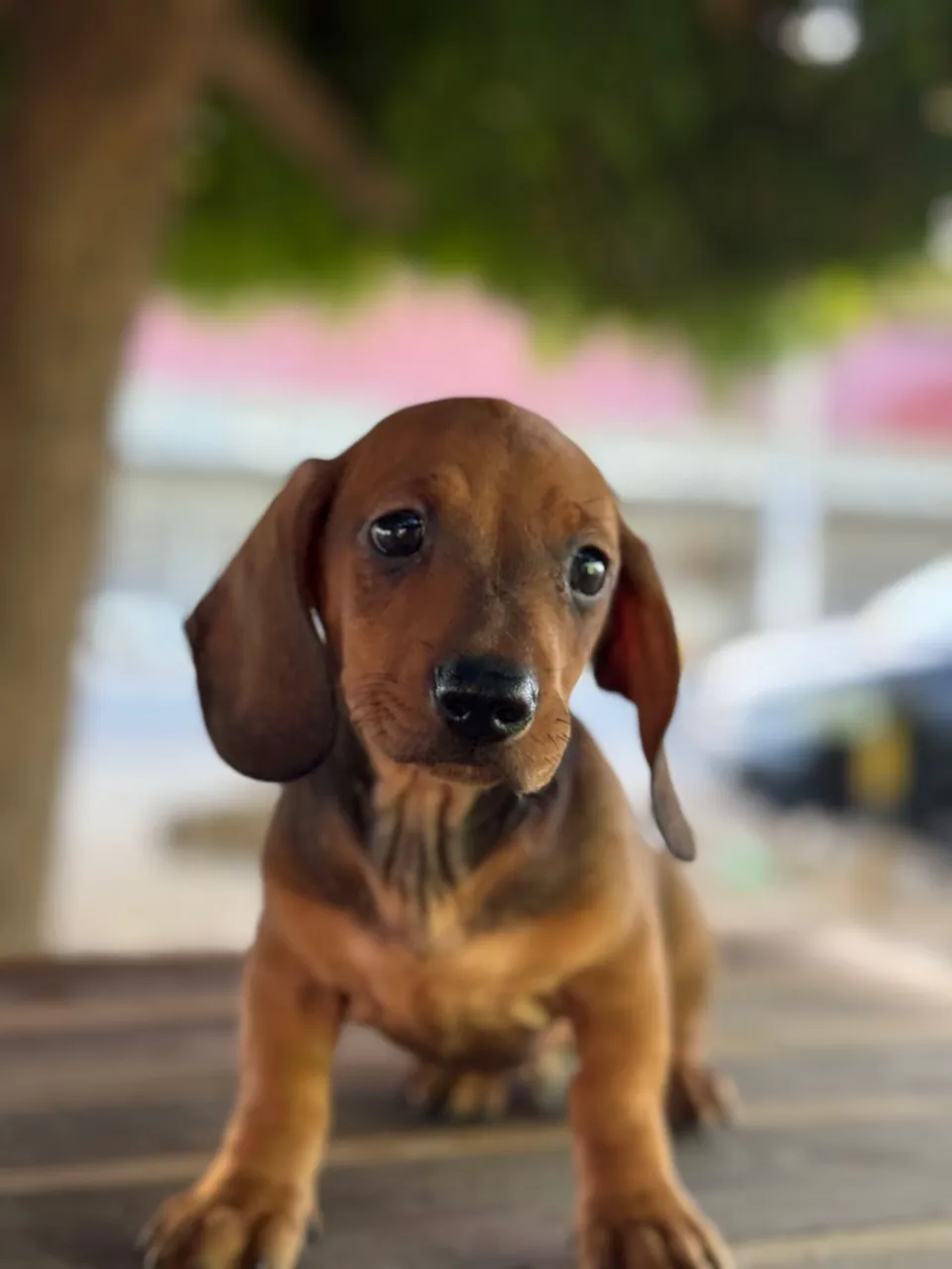 Filhote de Dachshund machinho anão $750