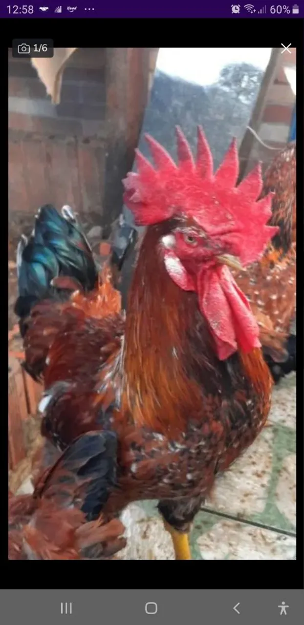 GALO E GALINHA  GSB