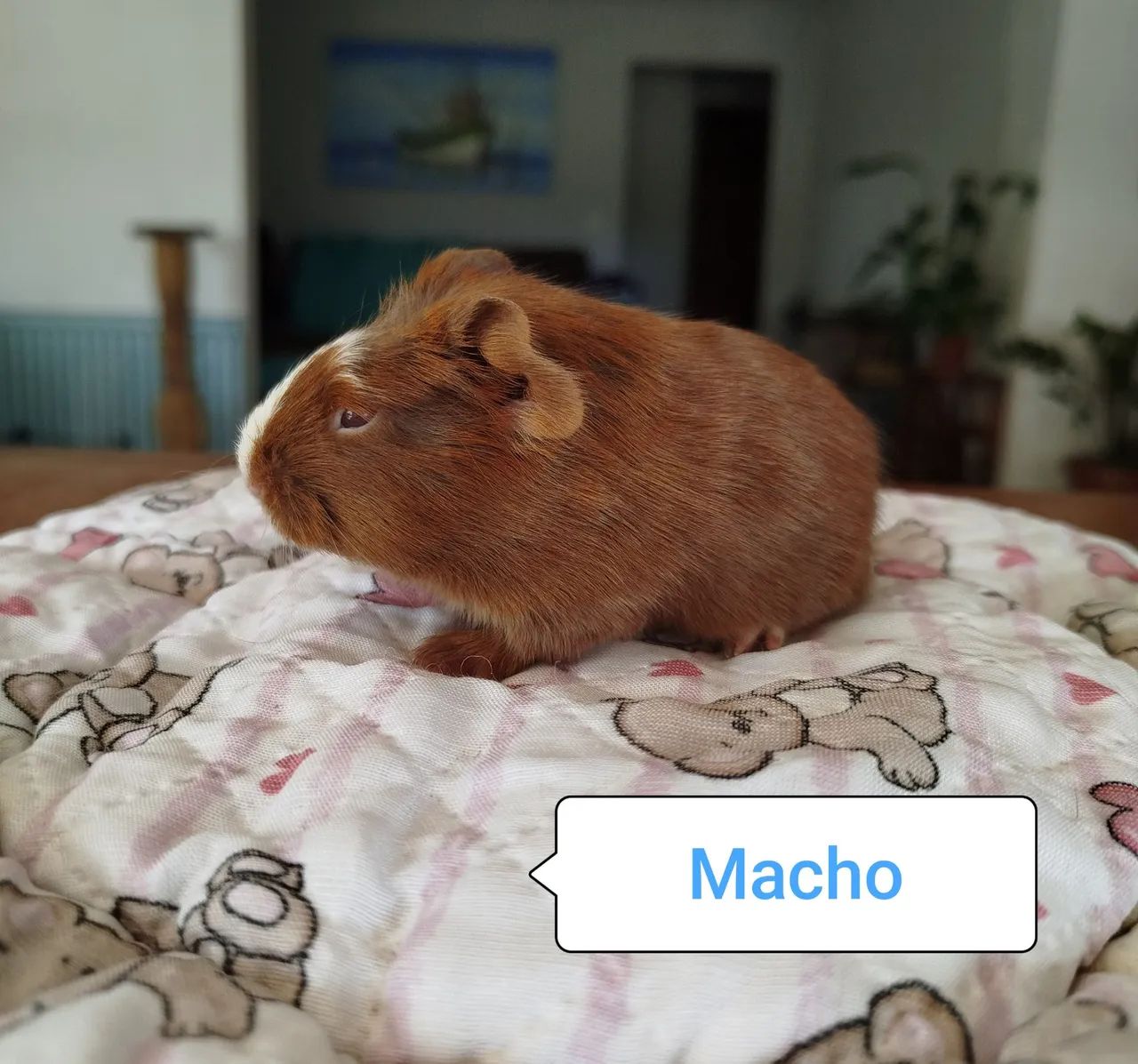 Porquinho da índia Filhotes - Foto 2