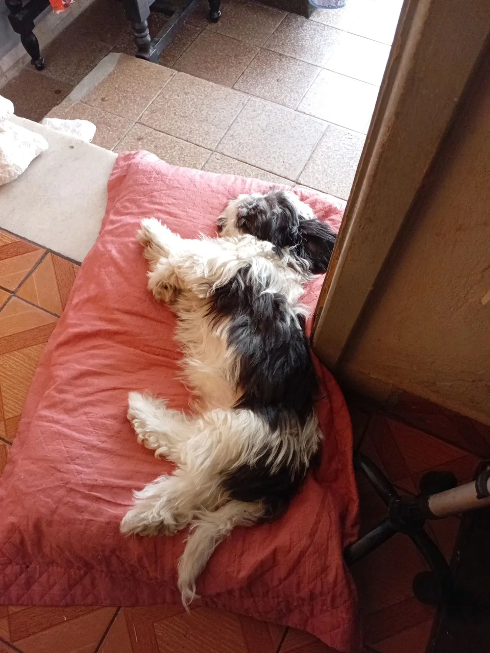 Vendo shitsu macho 4 meses