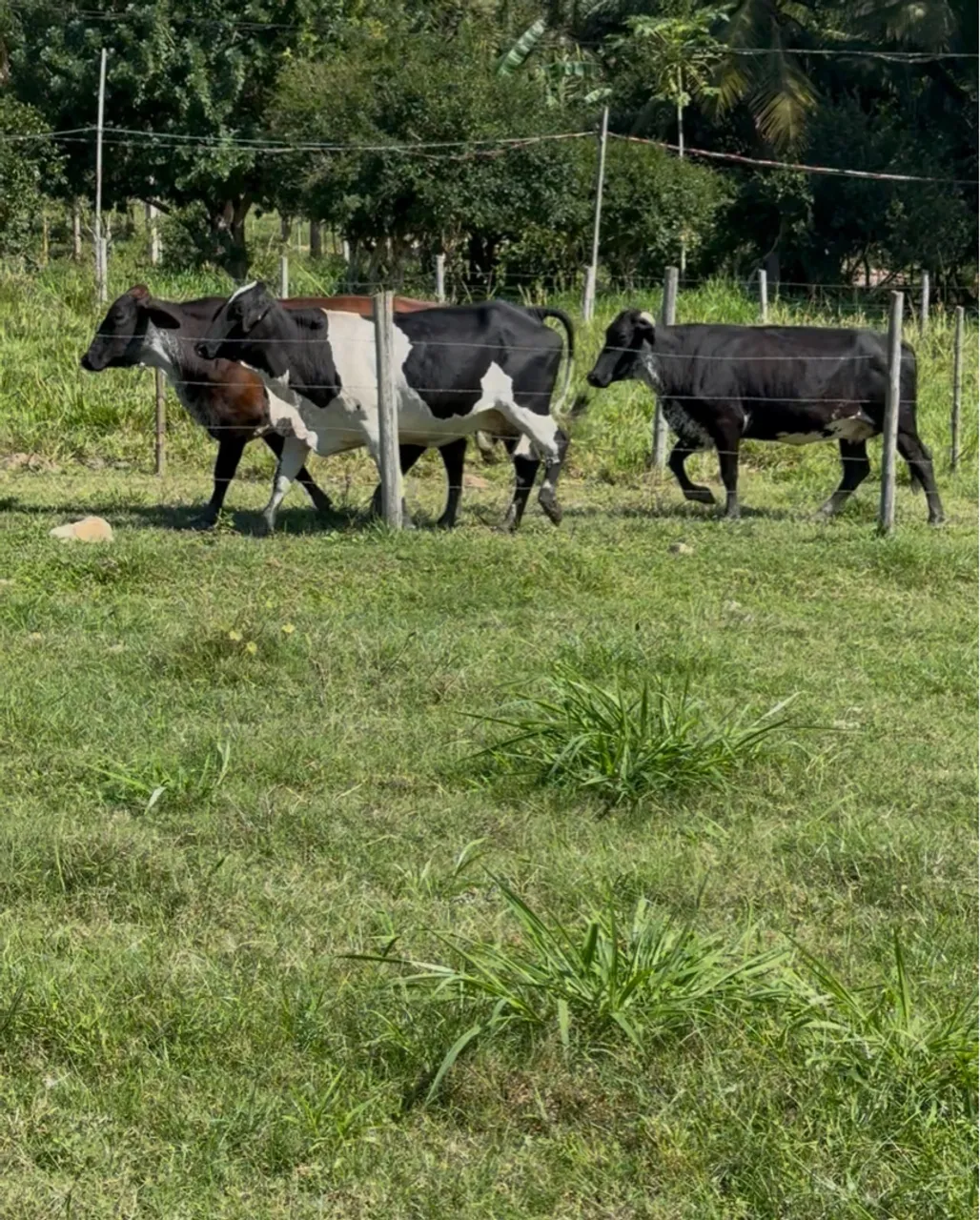 Vacas 1/2 sangue para cria e produção de leite