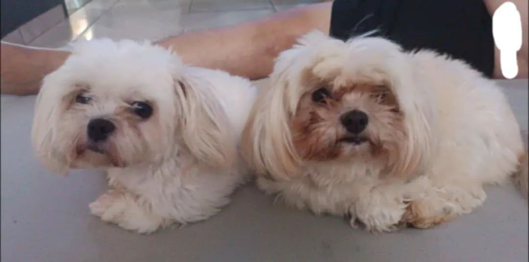 Filhote lhasa(mini) - Foto 4