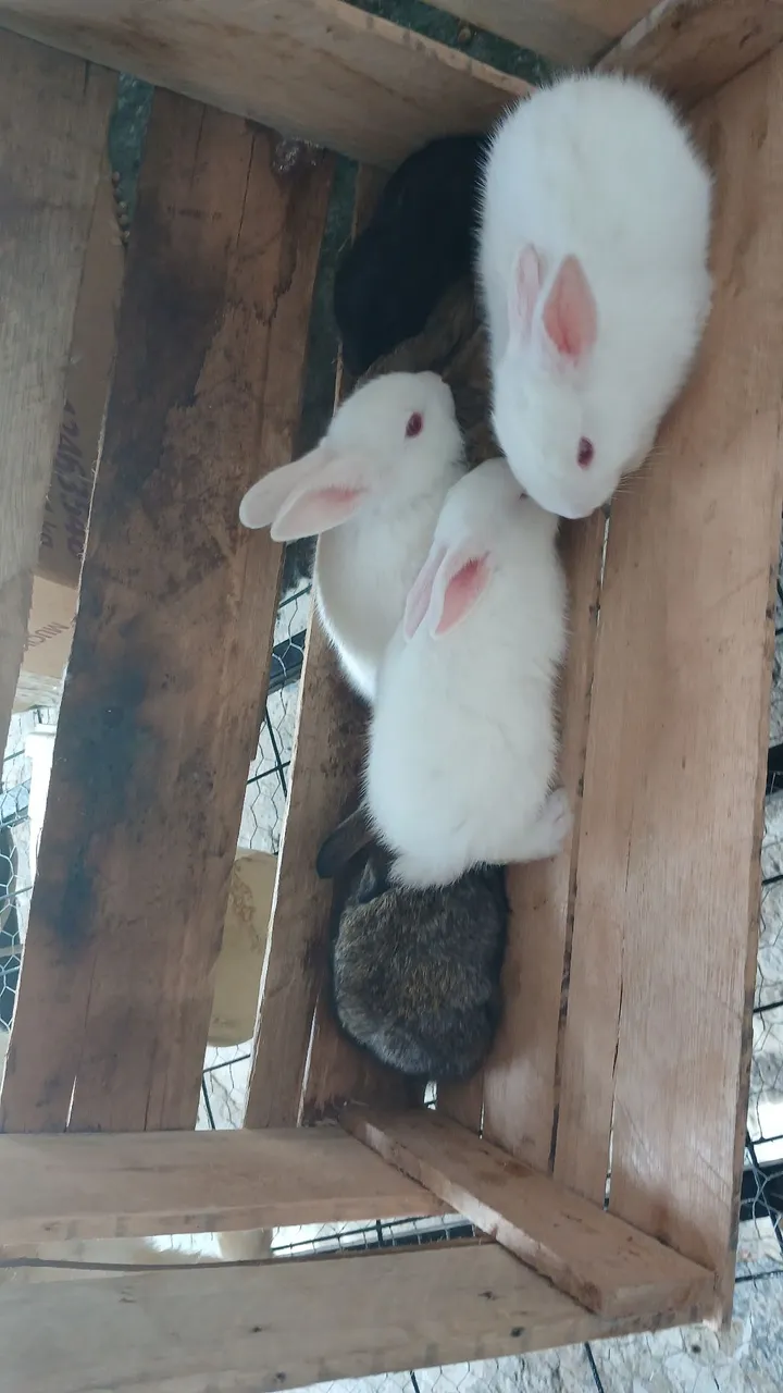 Coelhinhos fofos e saudáveis para adoçar seu lar!