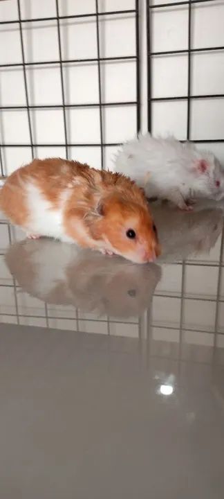 Criatório Roedores e Cia (hamster sírio e sírio angorá) - Foto 2