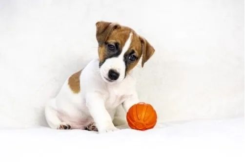 Jack Russell Filhotes Pequenos, Ativos e Inteligentes