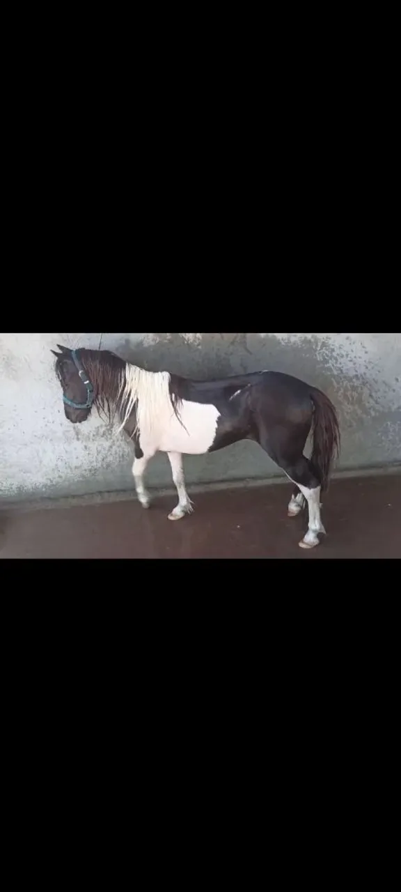 Poney casal