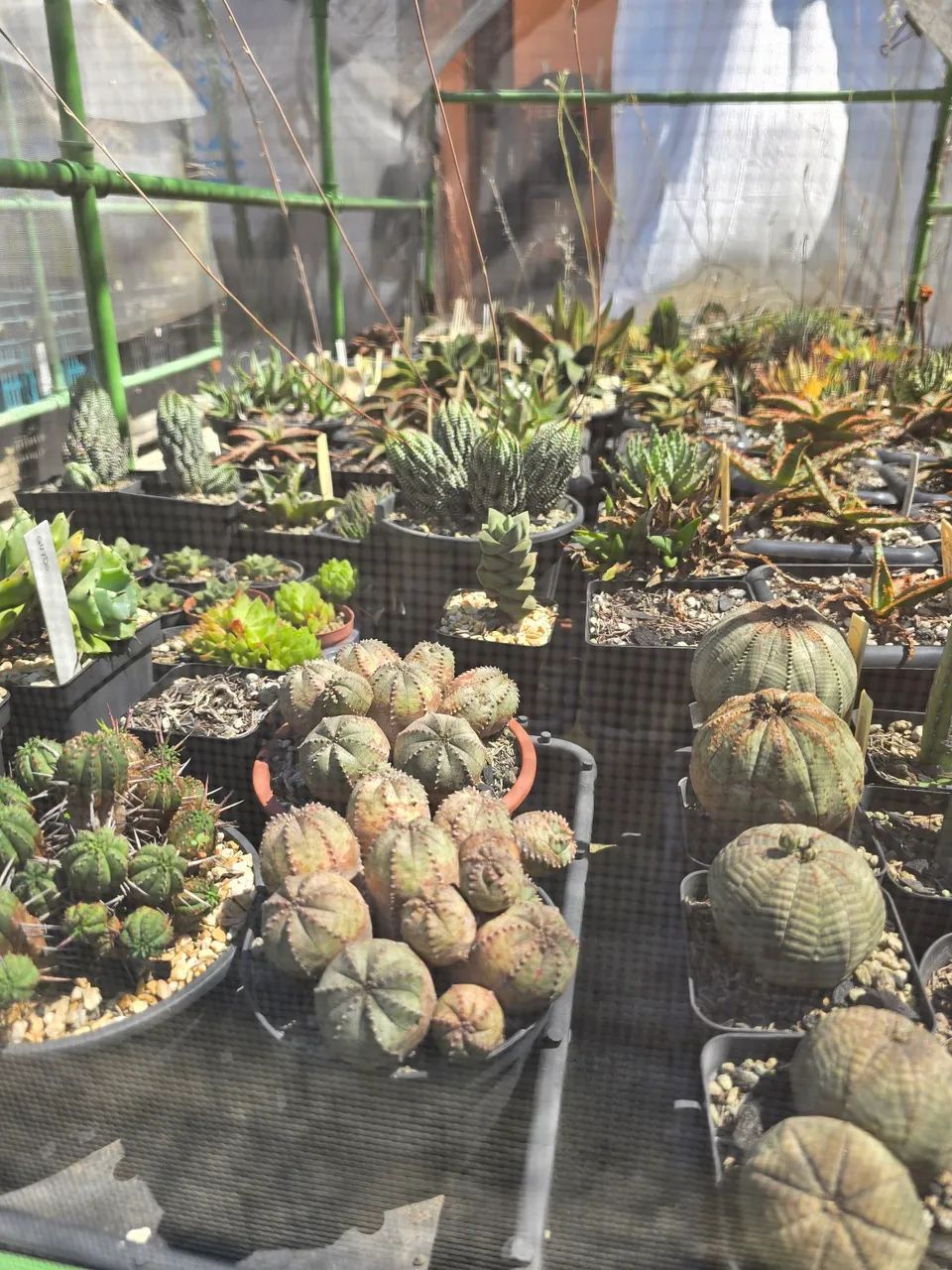 Cactos ornamentais raros - Foto 5