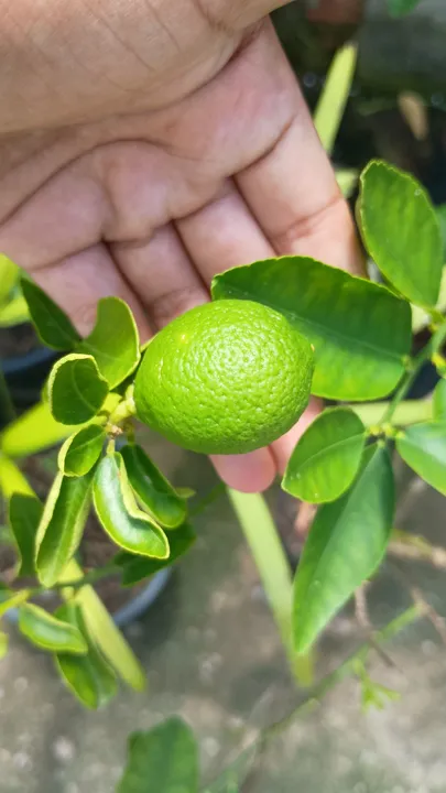 Muda de Limão - Fresquinha e Cheia de Vida!