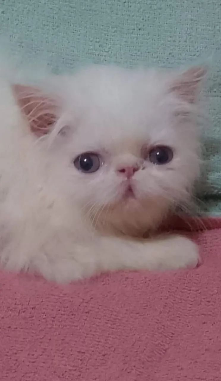 GATOS PERSA - FAVOR LER ANUNCIO ( Entrego em Várias Cidades) 