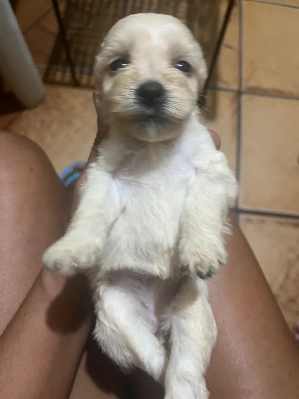 Cachorro