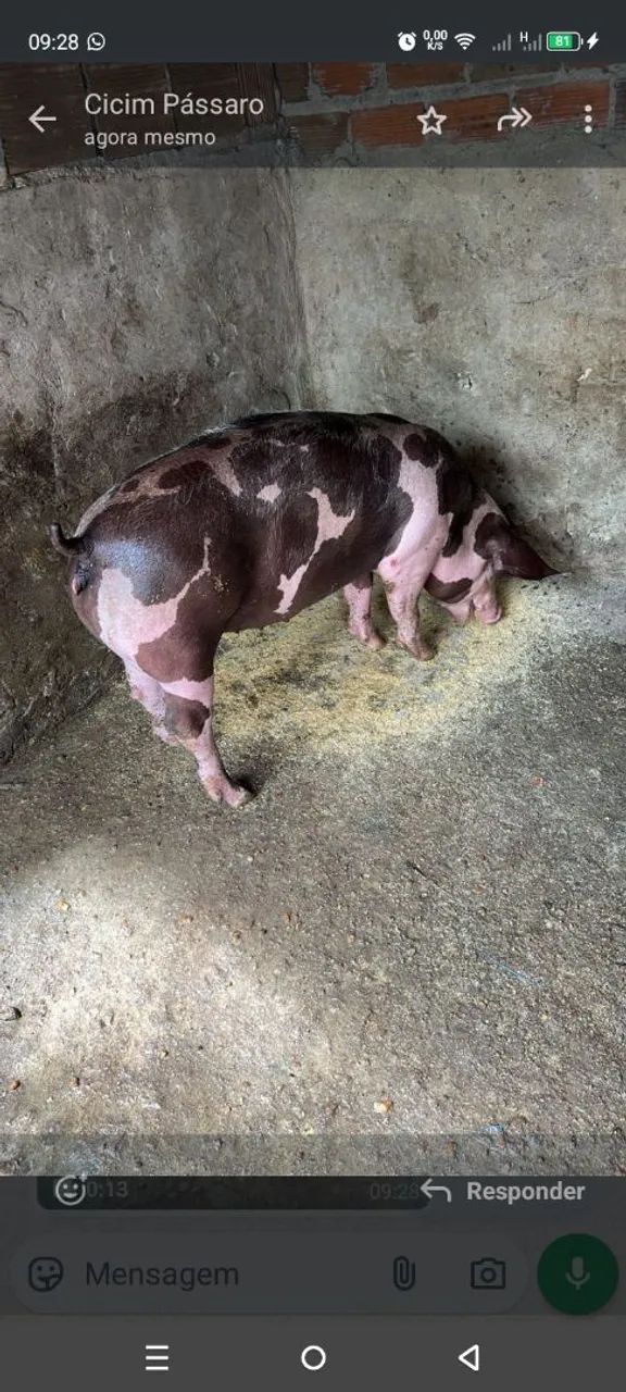  Vendo1 futura matriz pietran dálmata elite  - Foto 4