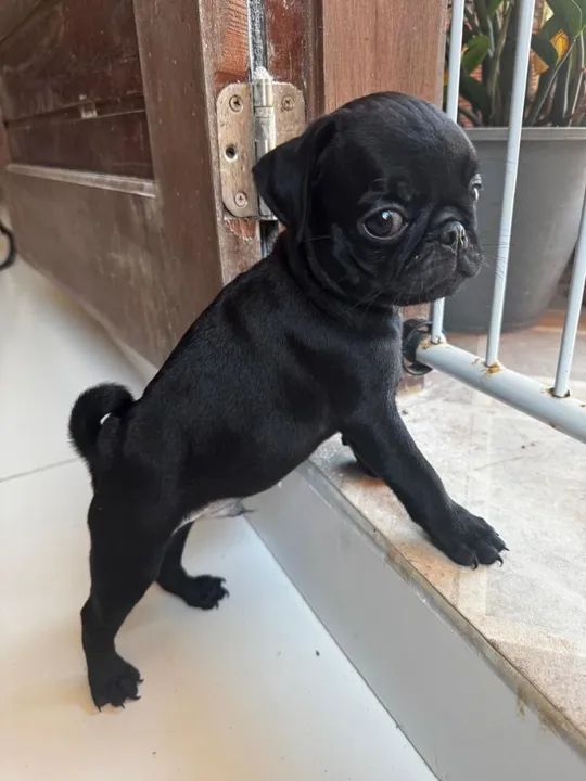 Filhote Pug Preto - Foto 4
