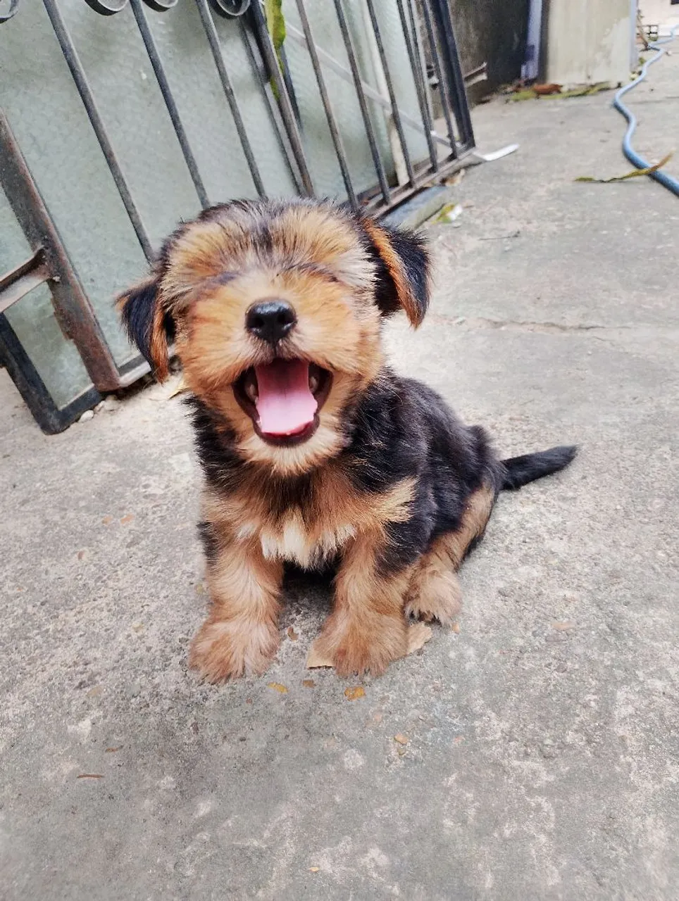Filhote de Yorkshire Terrier: Uma fofura!