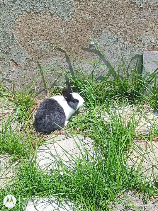 Disponível filhotes raça pequena Mini médio! - Foto 3