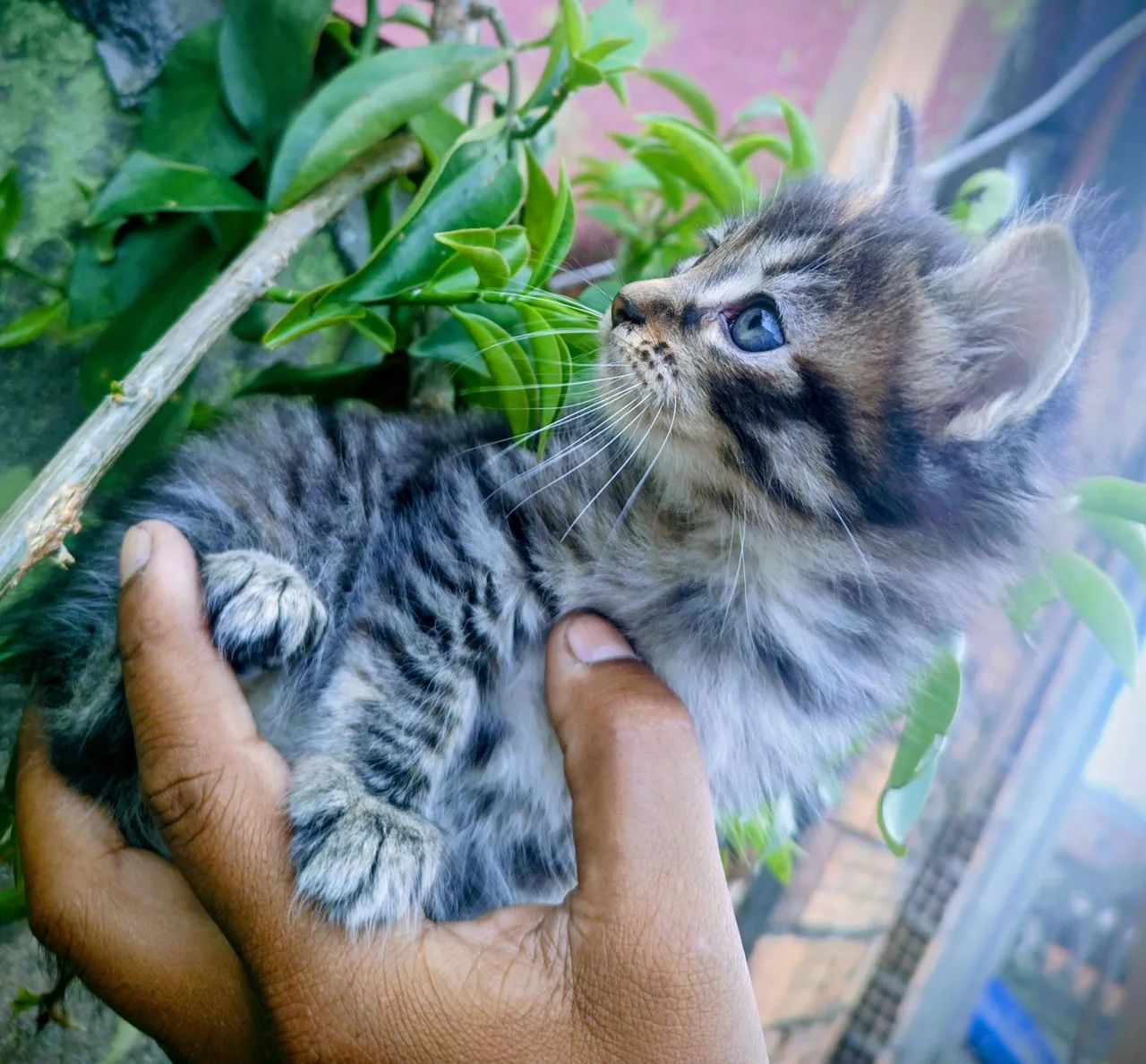 Lindos filhotes de Maine Coon  - Foto 4