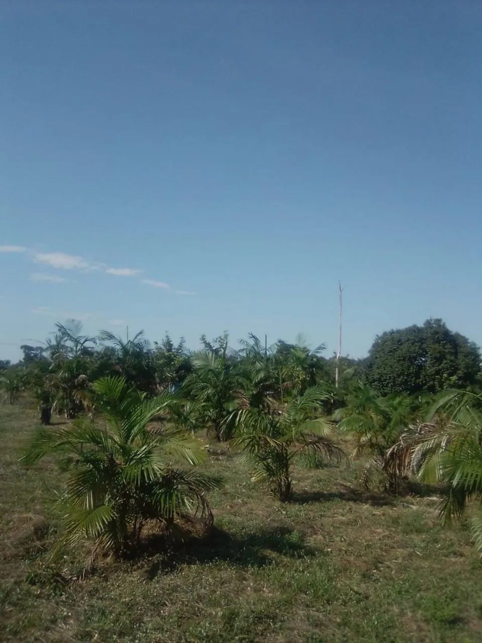 Foto - Manaus - Cidade de Deus