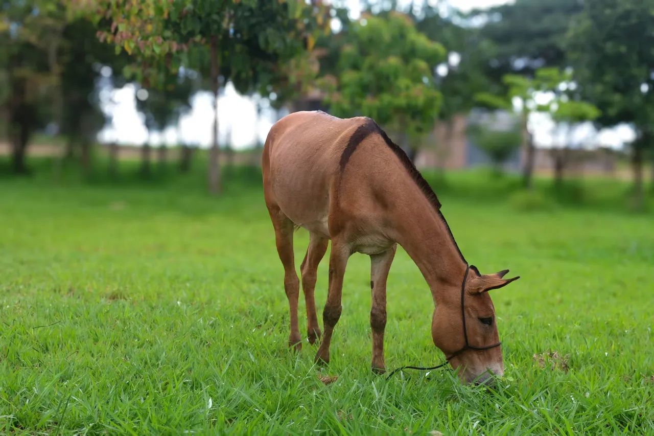 Mula marcha picada - Foto 6