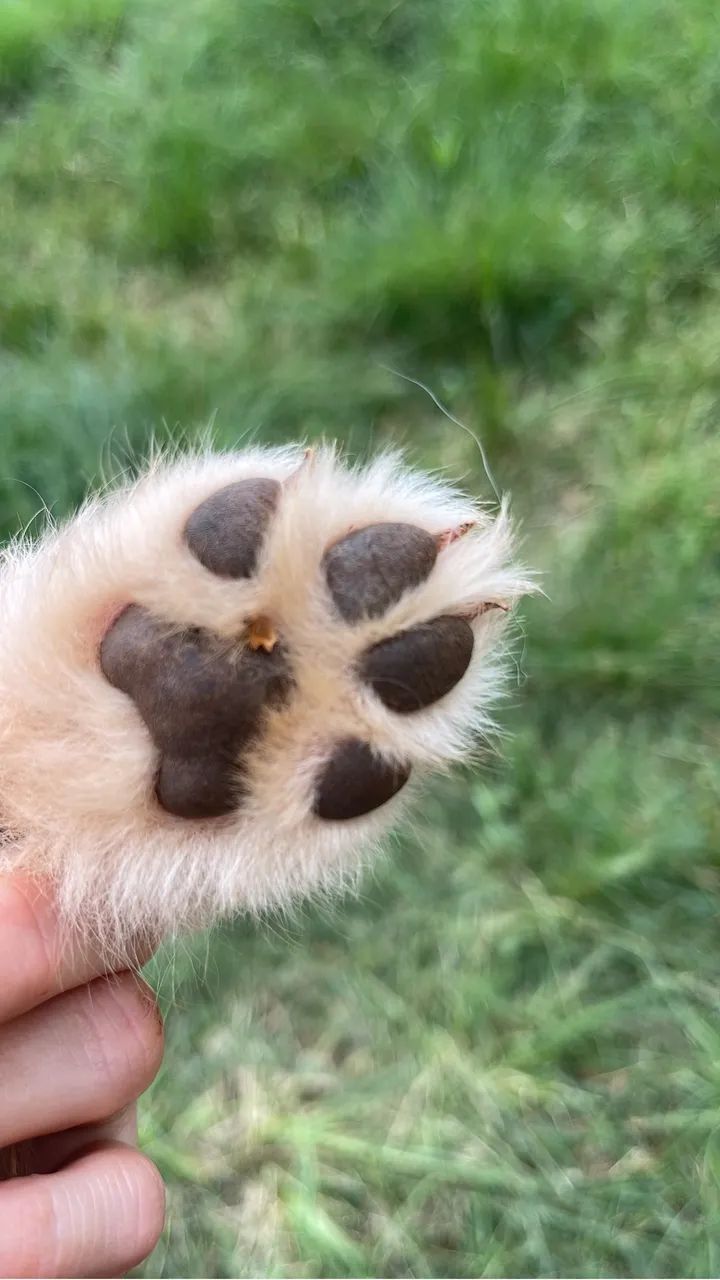 Pastor Maremano  - Foto 3