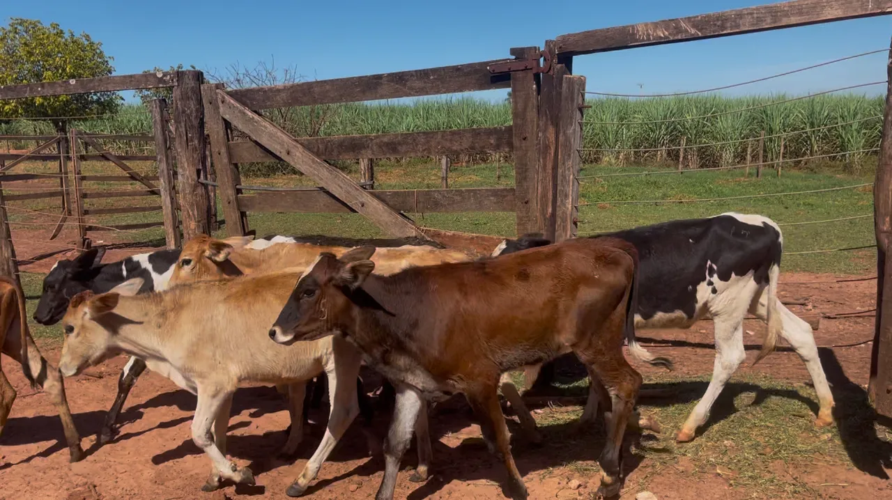 Bezerras para venda 18 animais