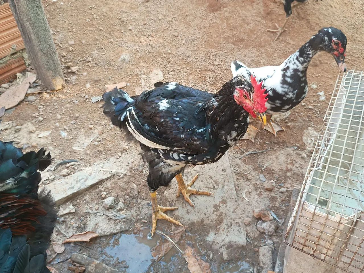 Frango Gsb  - Foto 2