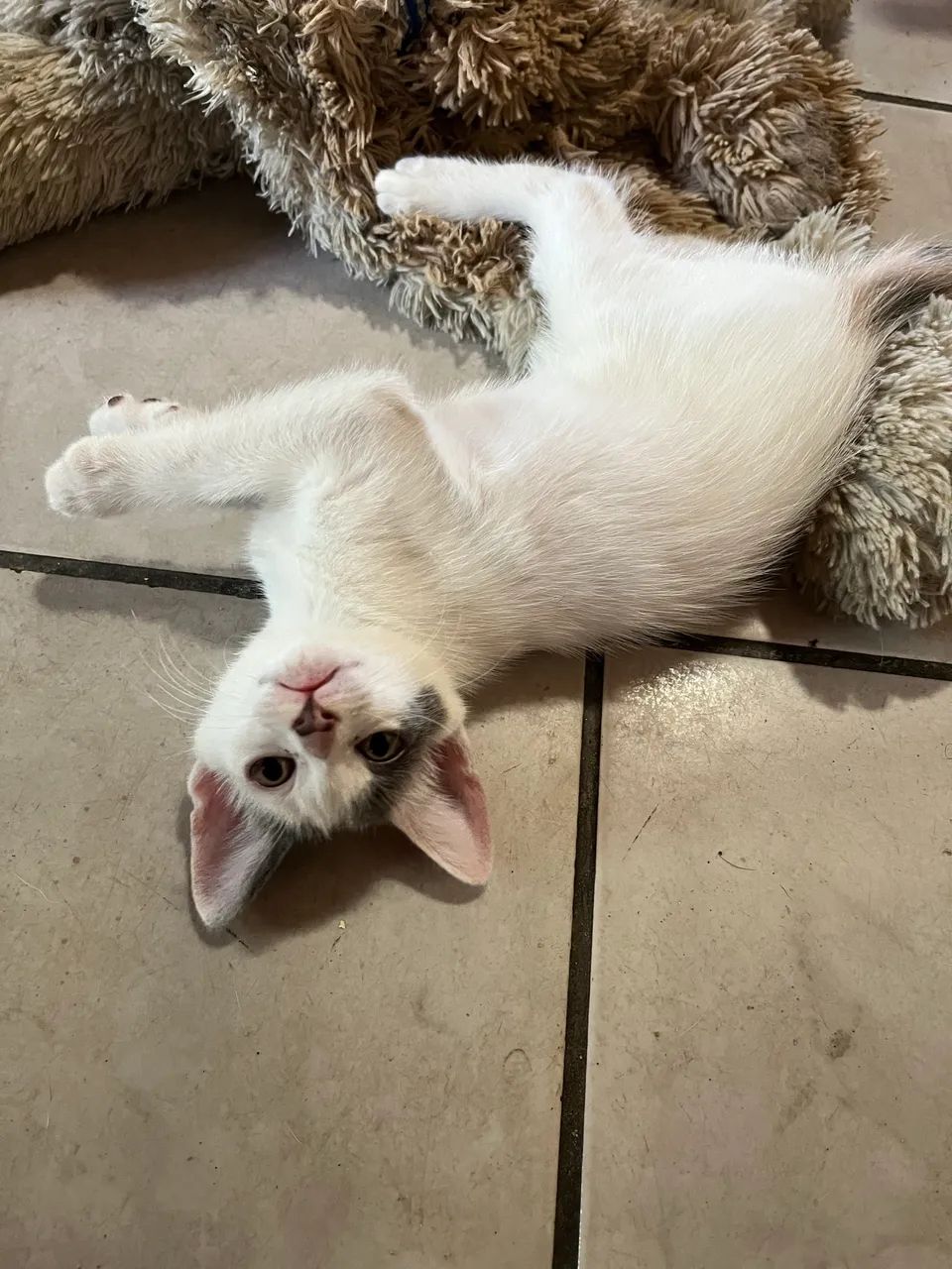 Adoção de gatos  - Foto 4