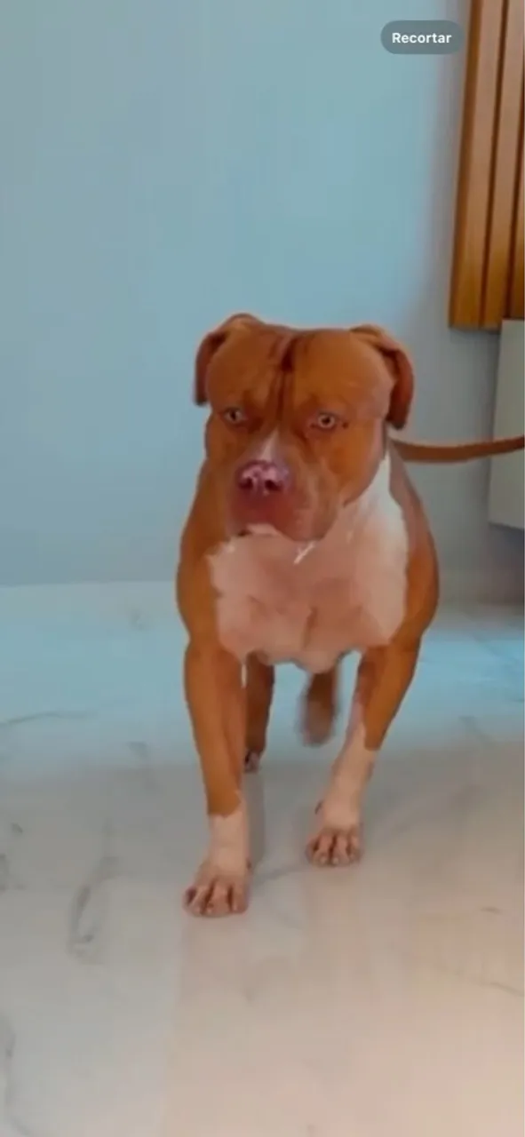 Pit monster em busca de uma namorada tel para contato *