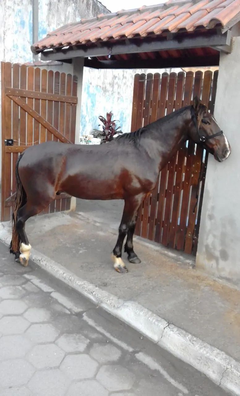 CAVALO MARCHADOR  - Foto 2