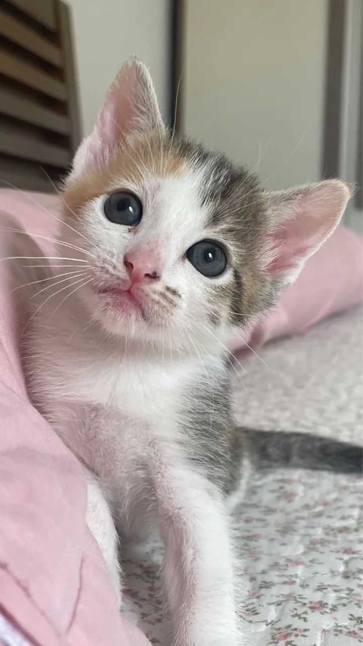 Doação responsável  - Foto 5