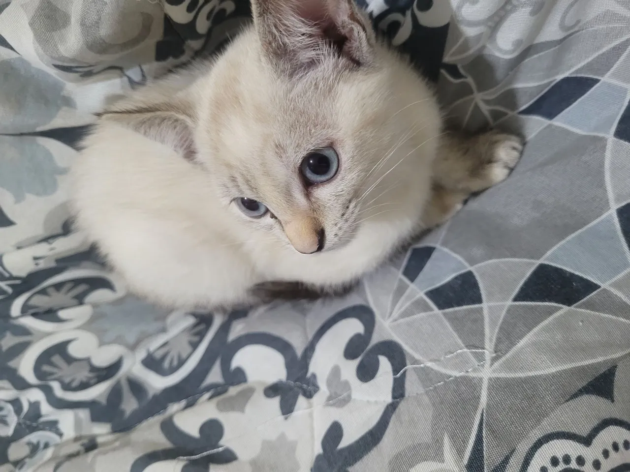 Lindo filhote de gato tigrado disponível para adoção!
