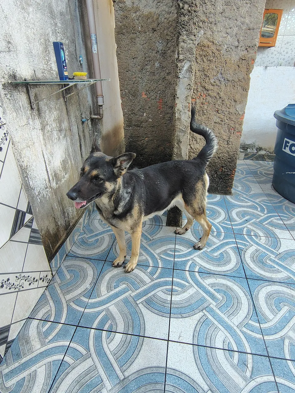 Pastor Alemão