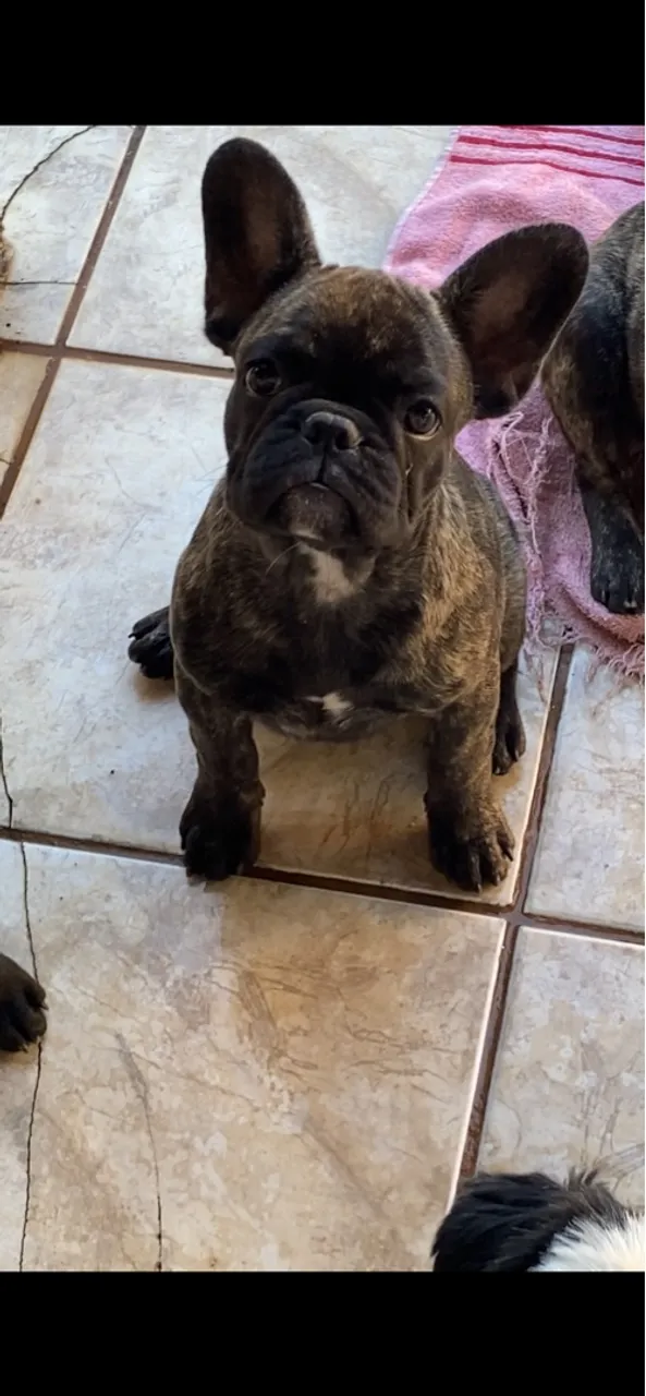 Filhote de Bulldog Francês fêmeas