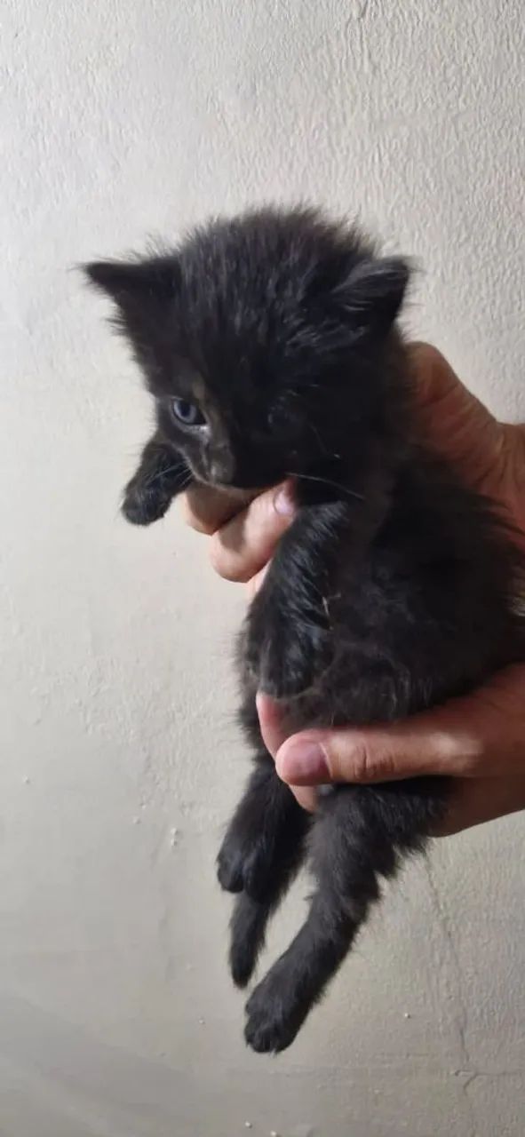 Gatinhos lindos adoção responsável  - Foto 4