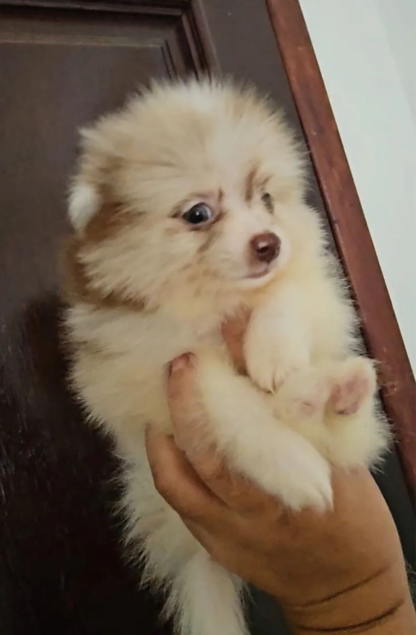 Spitz alemão anão Lulu da pomerãnia filhotes  - Foto 2