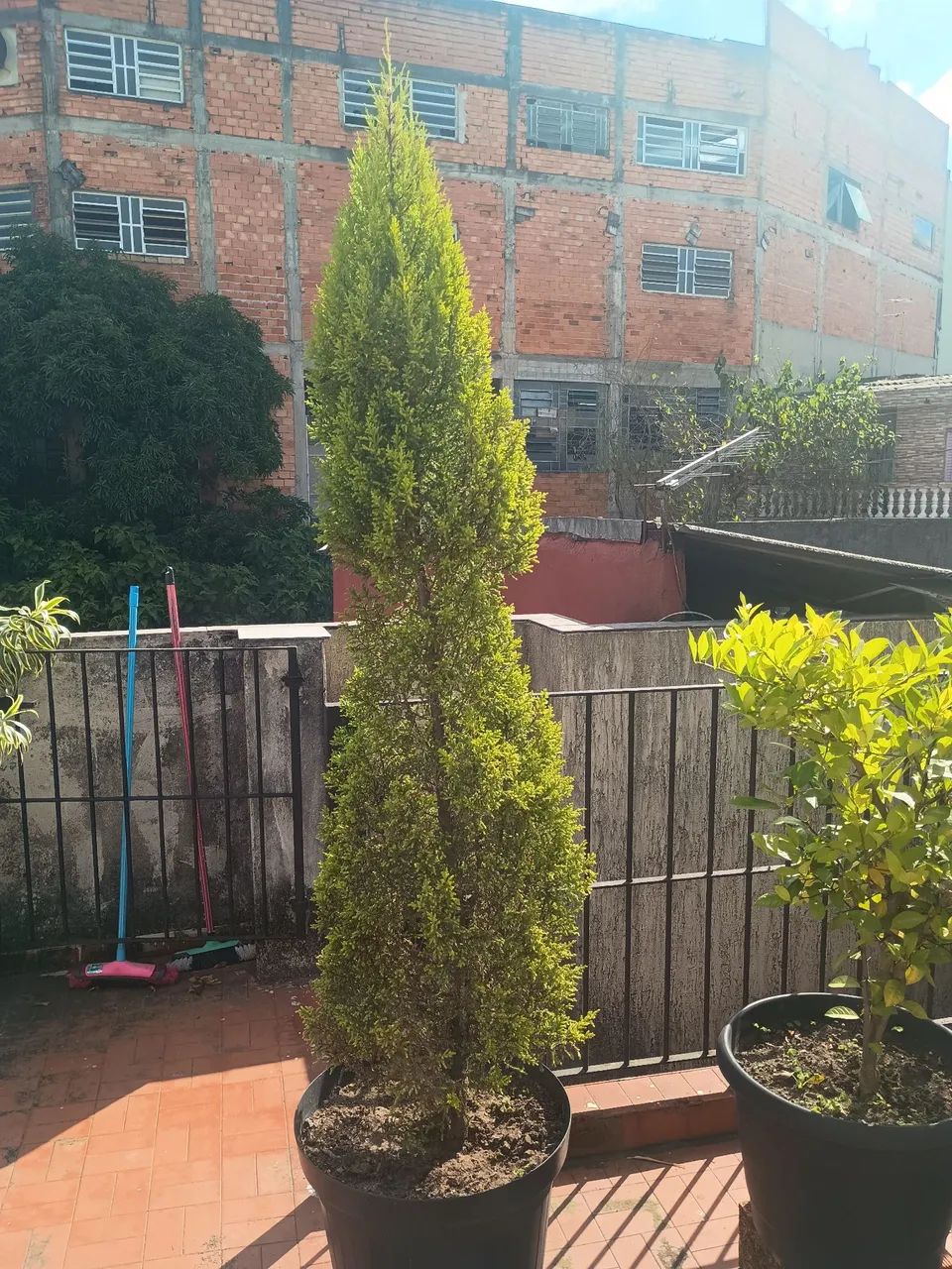 Pinheiro 
