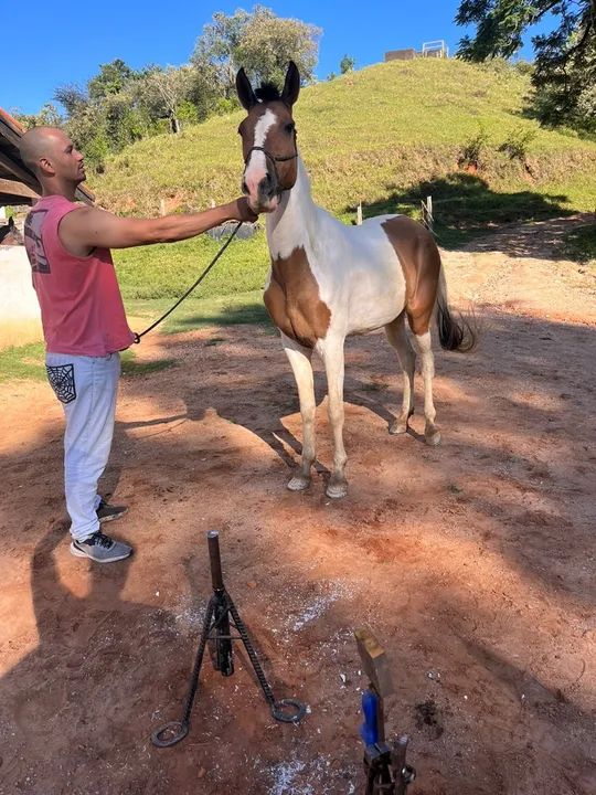 Égua Pampa Marcha Picada 7 anos - Foto 4
