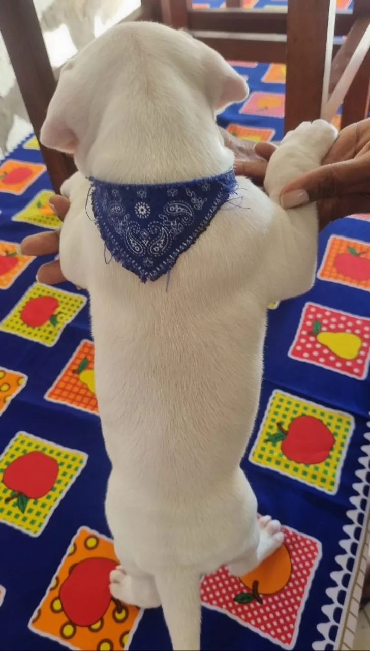 Filhote de dogo argentino/800,00