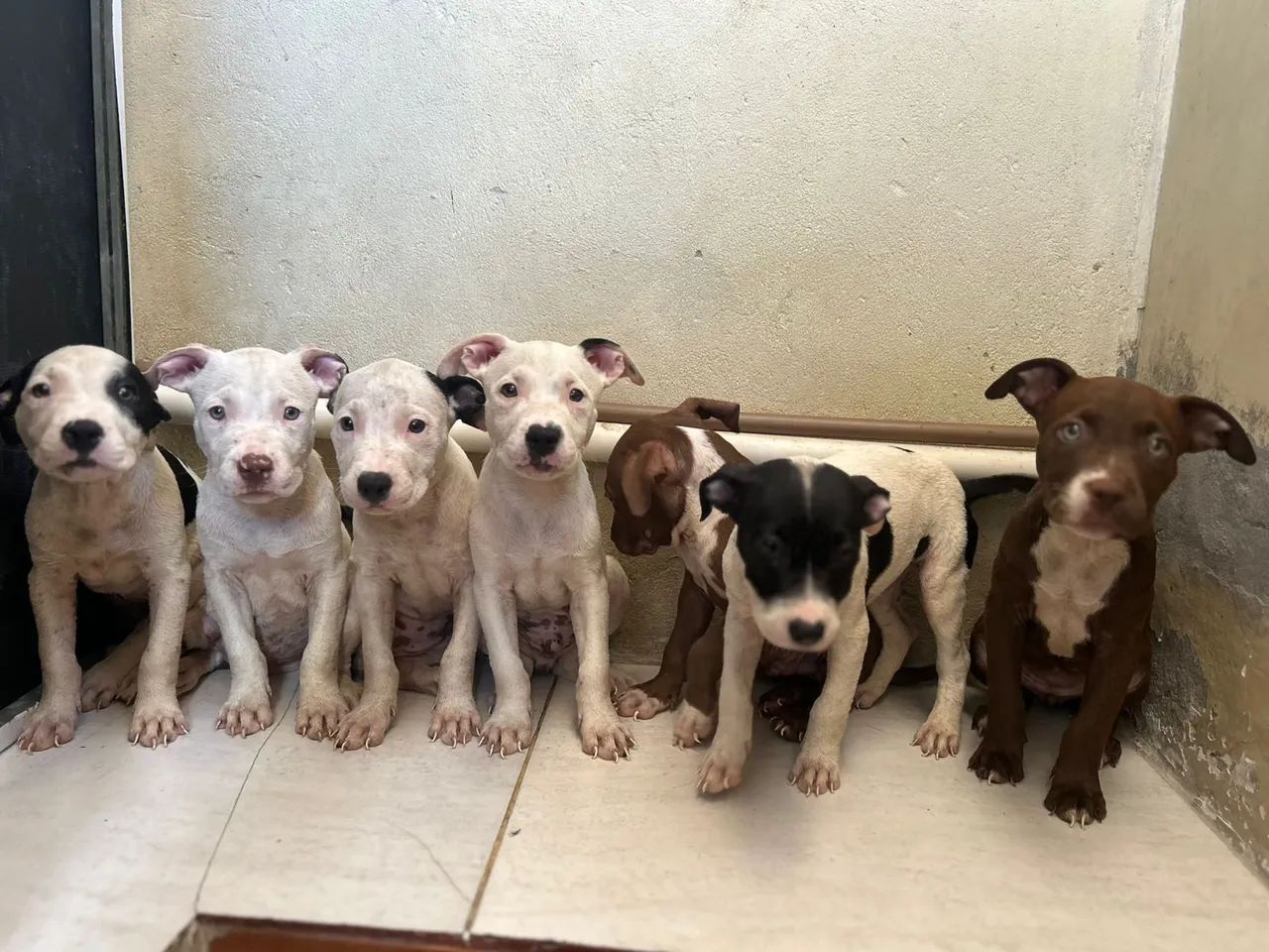 Filhotes De Pitbull Red Nose  - Foto 2