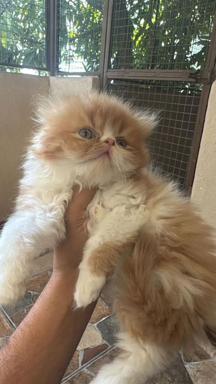 Gato Persa Filhote Fêmea  - Foto 3