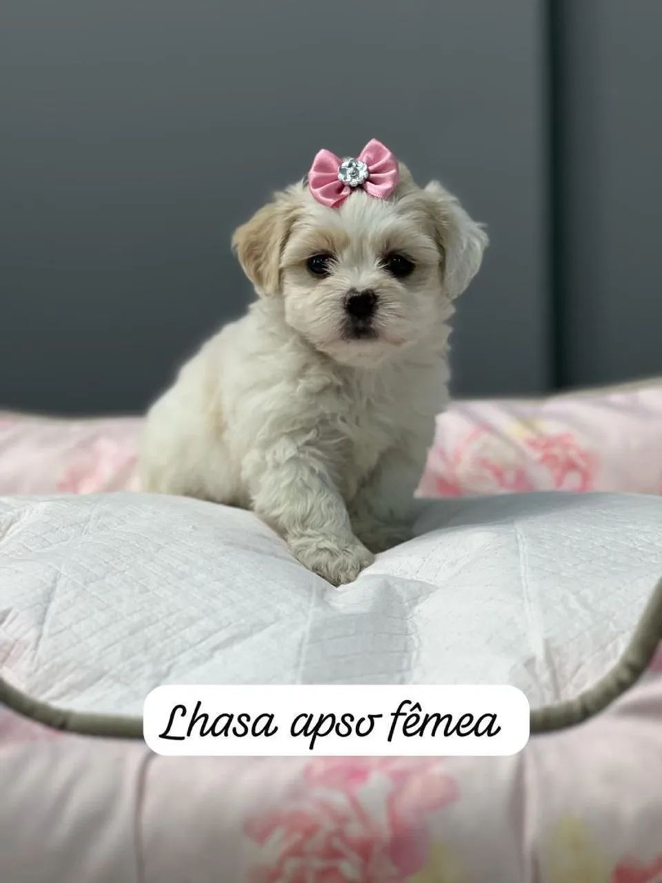 Lhasa Apso Fêmea já vacinadas  - Foto 2