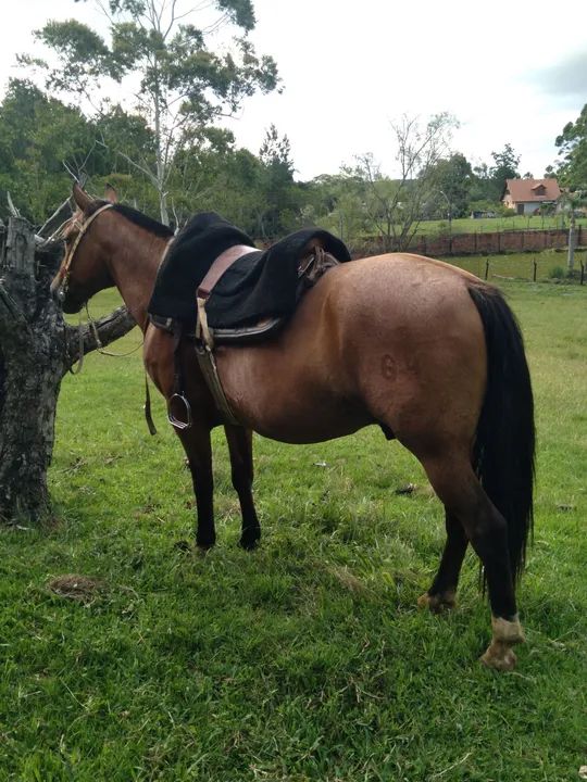 LINDO CAVALO, CRIOULO, CONFIRMADO, DE LAÇO.