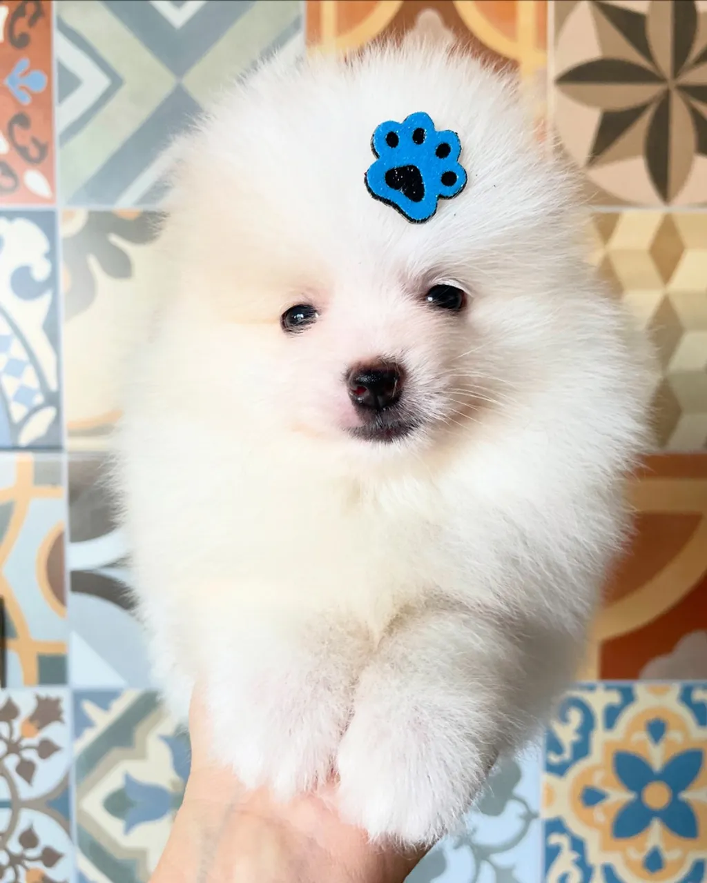 Filhotes de Lulu da pomerania