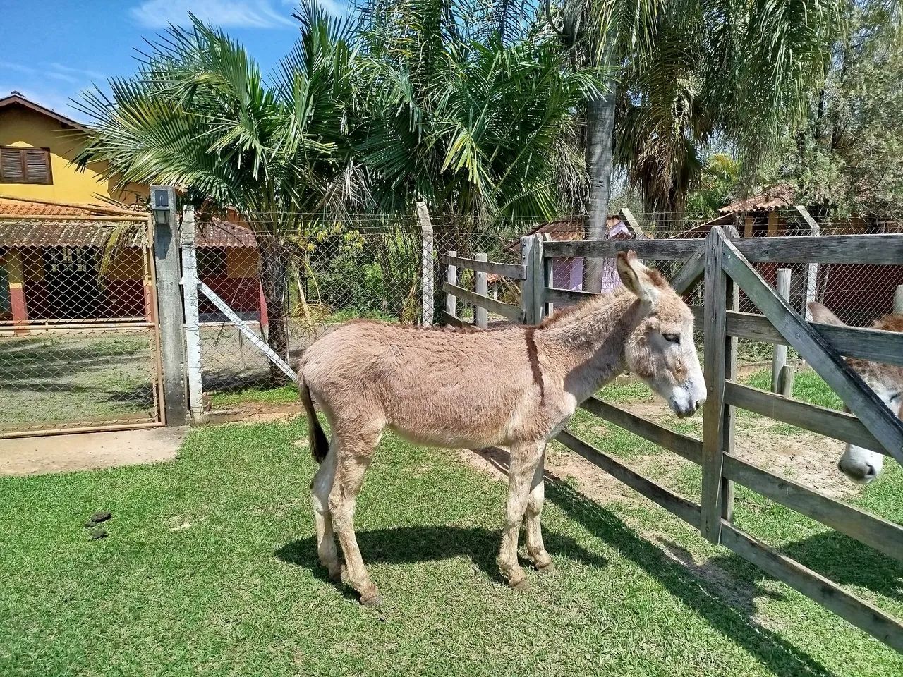 Jumento pega - Foto 4